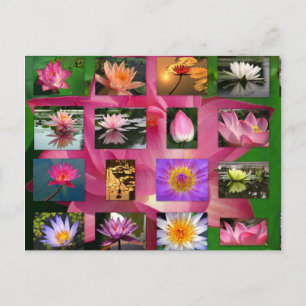 Eine Collage von schöner Wasserlilie und Lotus Ima Postkarte