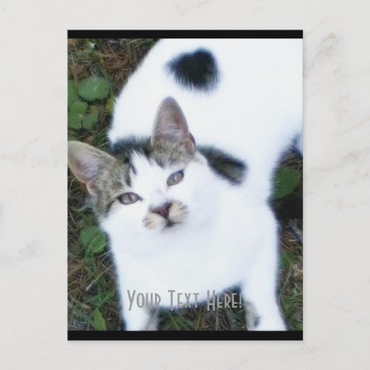 Eine Coole Katze (Mädchen) Postkarte (Vorderseite)