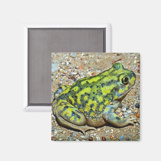 Eine Couch-Spadefußtoad Magnet (Vorderseite/Rückseite)