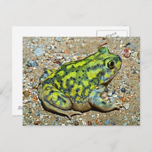 Eine Couch-Spadefußtoad Postkarte (Vorne/Hinten)