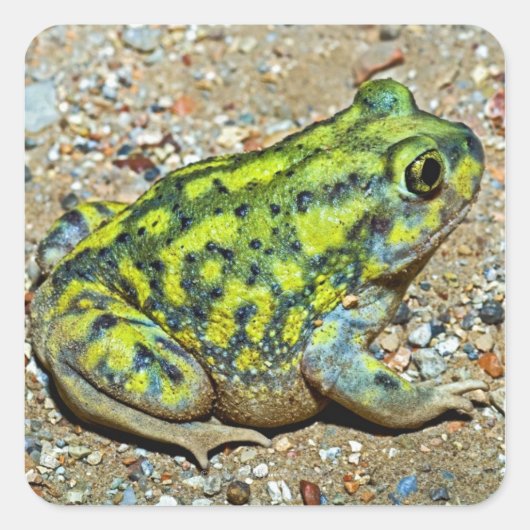 Eine Couch-Spadefußtoad Quadratischer Aufkleber (Vorderseite)