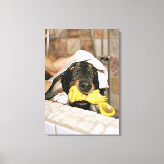 Eine Dackel wird gebadet. Leinwanddruck (Vorderseite)