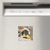 Eine Dackel wird gebadet. Magnet (In Situ (Geschirrspüler))