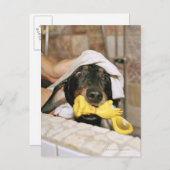 Eine Dackel wird gebadet. Postkarte (Vorne/Hinten)