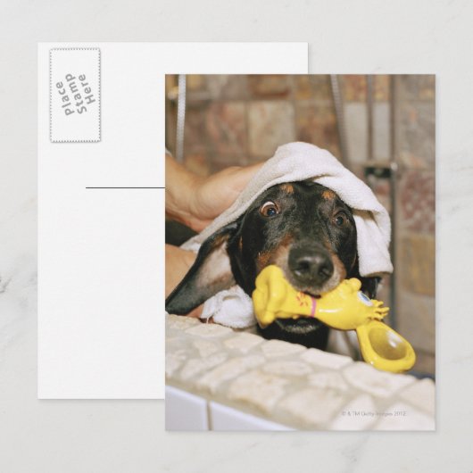Eine Dackel wird gebadet. Postkarte (Vorne/Hinten)