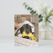 Eine Dackel wird gebadet. Postkarte (Stehend Vorderseite)