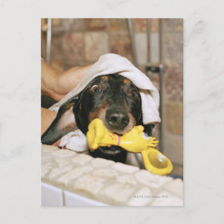 Eine Dackel wird gebadet. Postkarte