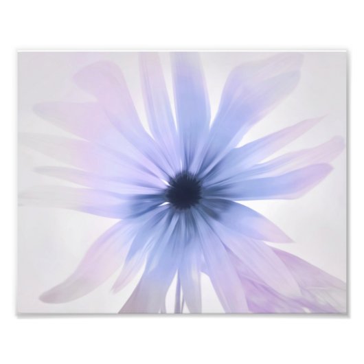 Eine Daisy mit Lila, rosa und grau Fotodruck (Vorne)