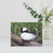 Eine der kleinsten Arten amerikanischer Enten Postkarte (Stehend Vorderseite)