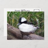 Eine der kleinsten Arten amerikanischer Enten Postkarte (Vorne/Hinten)