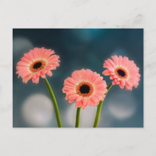 Eine Dreiergruppe rosa Gerbera-Postkarte Postkarte