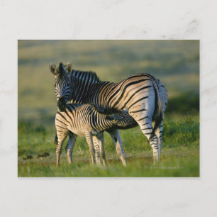 Eine Ebene Zebra füttre ihr Foal, Kwazulu-Natal Postkarte