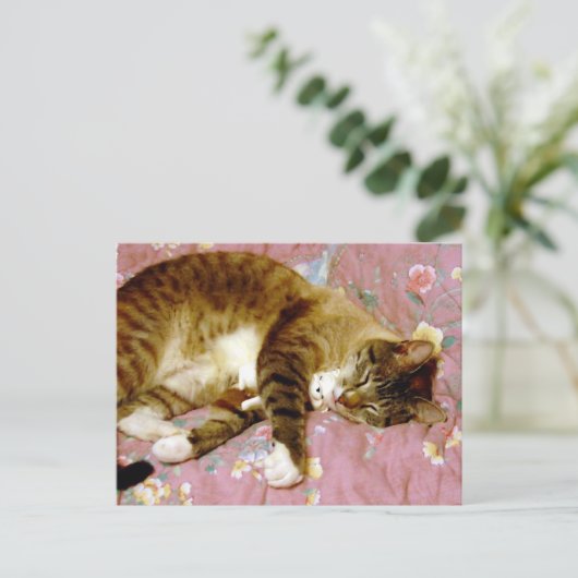 Eine echte Katze, eine Fake-Katze Postkarte (Stehend Vorderseite)