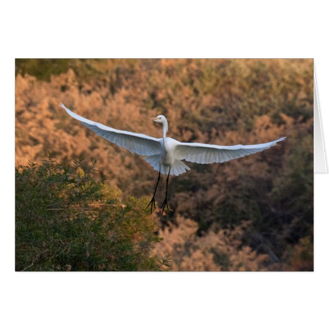 Eine Egret Fliegen (Vorderseite (Horizontal))