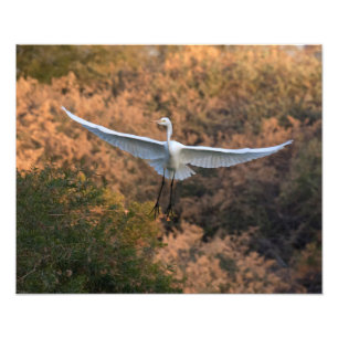 Eine Egret Fliegen Fotodruck