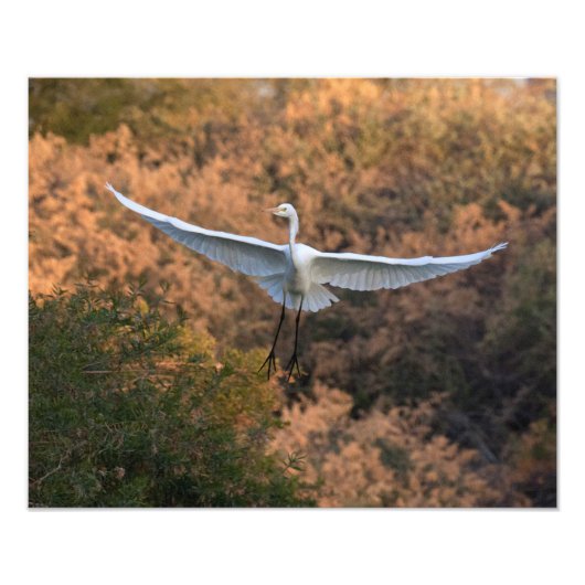 Eine Egret Fliegen Fotodruck (Vorne)