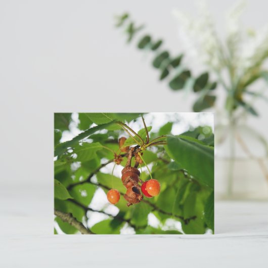 Eine Eichelfe isst Kirschen wie eine Fledermaus Postkarte (Stehend Vorderseite)