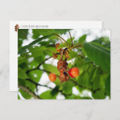 Eine Eichelfe isst Kirschen wie eine Fledermaus Postkarte (Vorne/Hinten)
