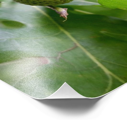 eine Eichenfrucht Fotodruck (Ecke)