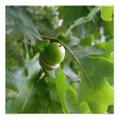 eine Eichenfrucht Fotodruck (Vorne)