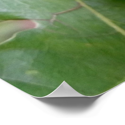 eine Eichenfrucht Poster (Ecke)