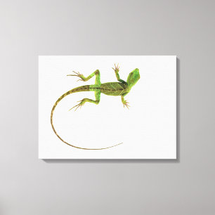 Eine Eidechse auf reinem weißem Boden Leinwanddruck