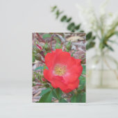 Eine einfache, lachsfarbene offene Rose Postkarte (Stehend Vorderseite)