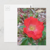 Eine einfache, lachsfarbene offene Rose Postkarte (Vorne/Hinten)