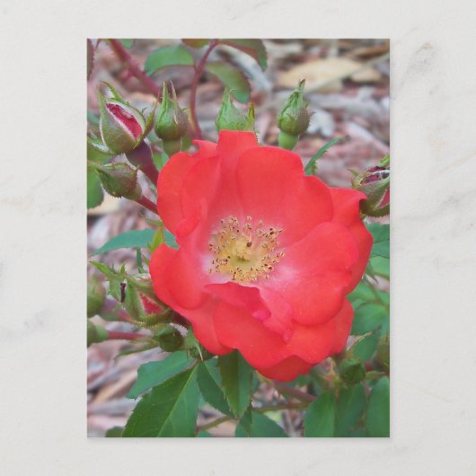 Eine einfache, lachsfarbene offene Rose Postkarte (Vorderseite)