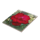 Eine einsame Rose Fliese (Seite)