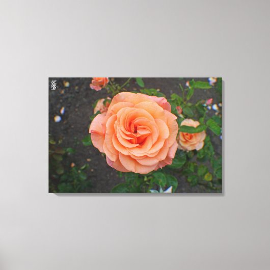 Eine einzelne orangefarbene Blume Leinwanddruck (Vorderseite)