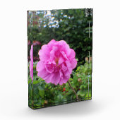 Eine einzelne rosa Blume Fotoblock (Links)