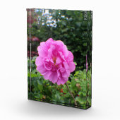 Eine einzelne rosa Blume Fotoblock (Rechts)