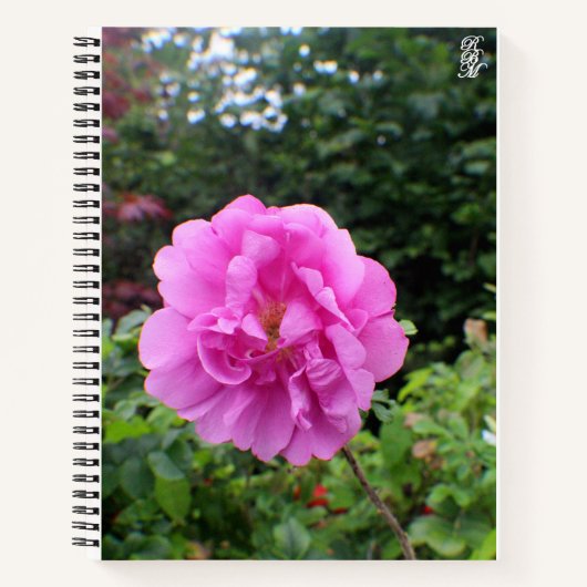 Eine einzelne rosa Blume Notizblock (Vorderseite)