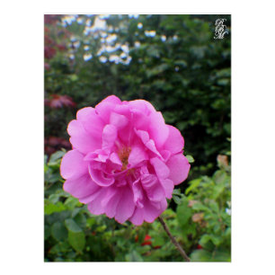 Eine einzelne rosa Blume Poster