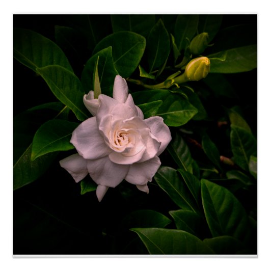 Eine empfindliche weiße Blume blüht Poster (Vorderseite)