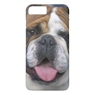 Eine Englische Bulldogge in Belgien. iPhone 8 Plus/7 Plus Hülle