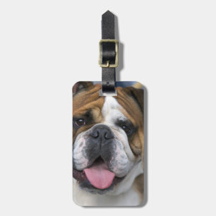 Eine englische Bulldogge in Belgien. Gepäckanhänger