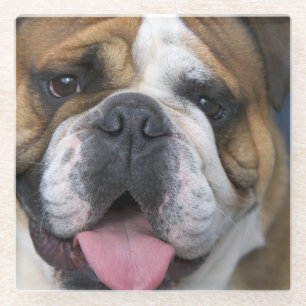 Eine englische Bulldogge in Belgien Glasuntersetzer