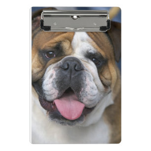 Eine englische Bulldogge in Belgien Mini Klemmbrett