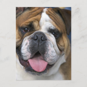Eine englische Bulldogge in Belgien. Postkarte