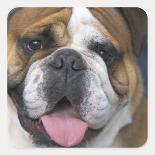 Eine englische Bulldogge in Belgien. Quadratischer Aufkleber