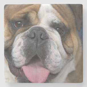Eine Englische Bulldogge in Belgien. Steinuntersetzer