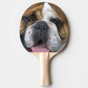 Eine englische Bulldogge in Belgien. Tischtennis Schläger