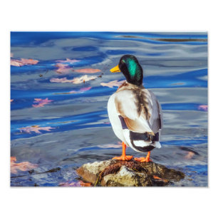 Eine Ente überträgt ein Schwimm. Fotodruck