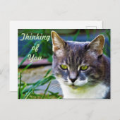 Eine erdenkliche Katze. Postkarte (Vorne/Hinten)