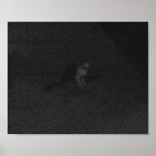 Eine erschreckende, einsame Katze auf dem Tahquitz Poster
