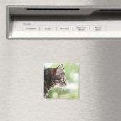 Eine erwachsene Tabbykatze starrt aus einem Fenste Magnet (In Situ (Geschirrspüler))