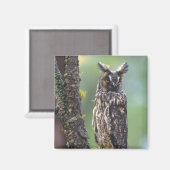 Eine Eule aus langem Ohr, die auf einem Zweig eine Magnet (Vorderseite/Rückseite)