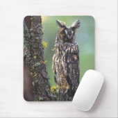 Eine Eule aus langem Ohr, die auf einem Zweig eine Mousepad (Mit Mouse)